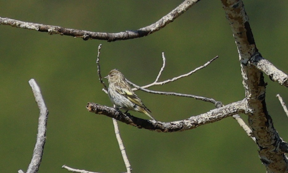 Pine Siskin - ML624124887