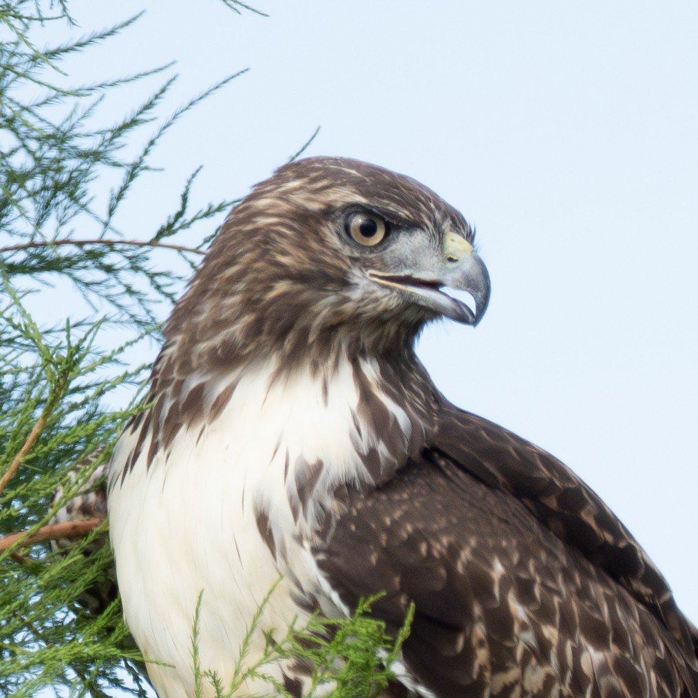 Red-tailed Hawk - ML624124893