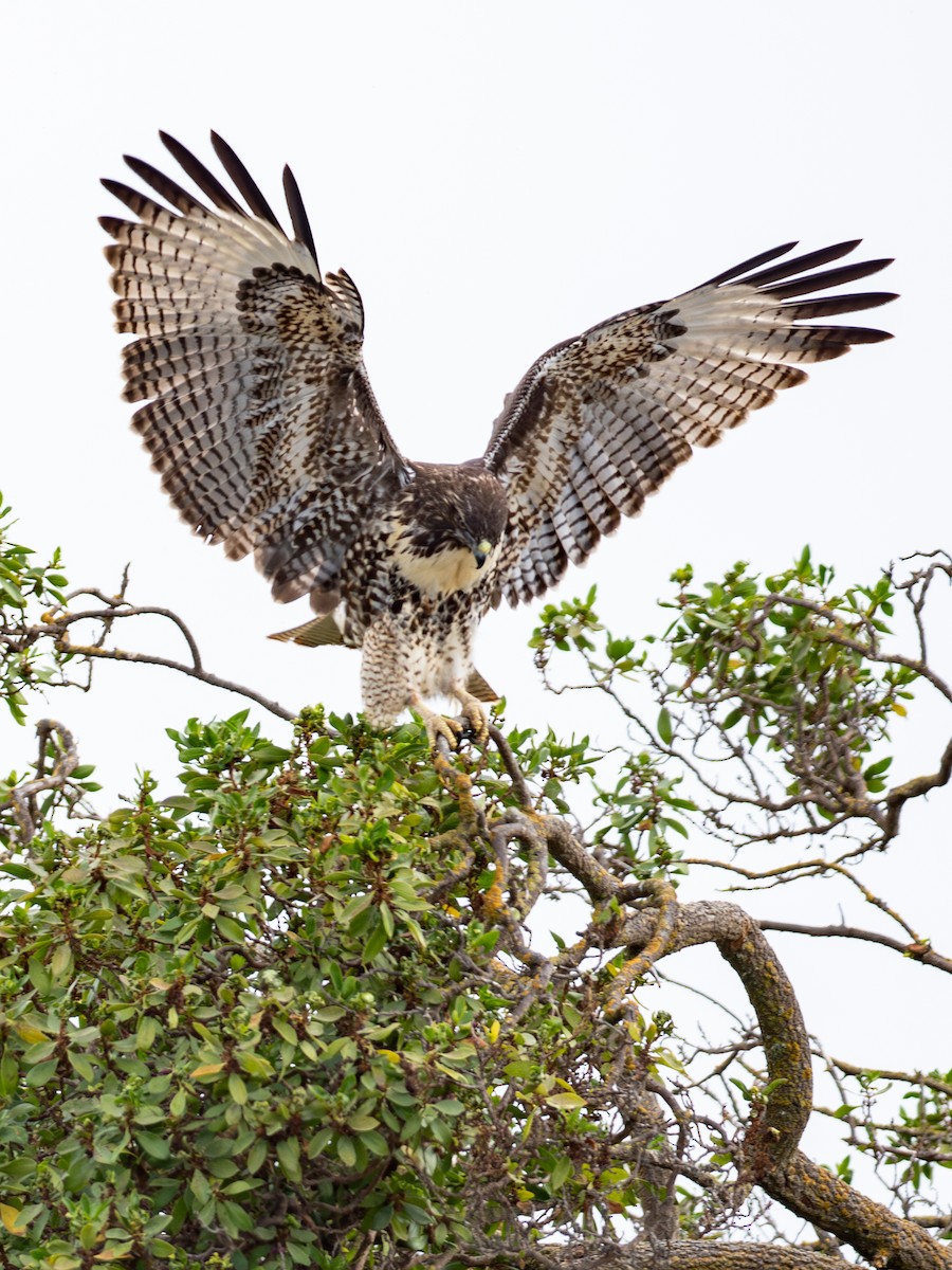 Red-tailed Hawk - ML624124894