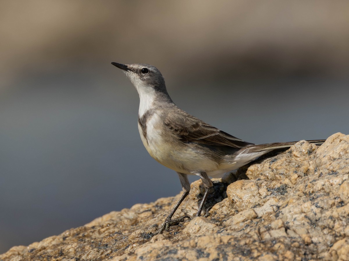 Cape Wagtail - ML624124902