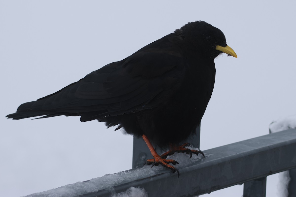 Yellow-billed Chough - Jonathan Reher