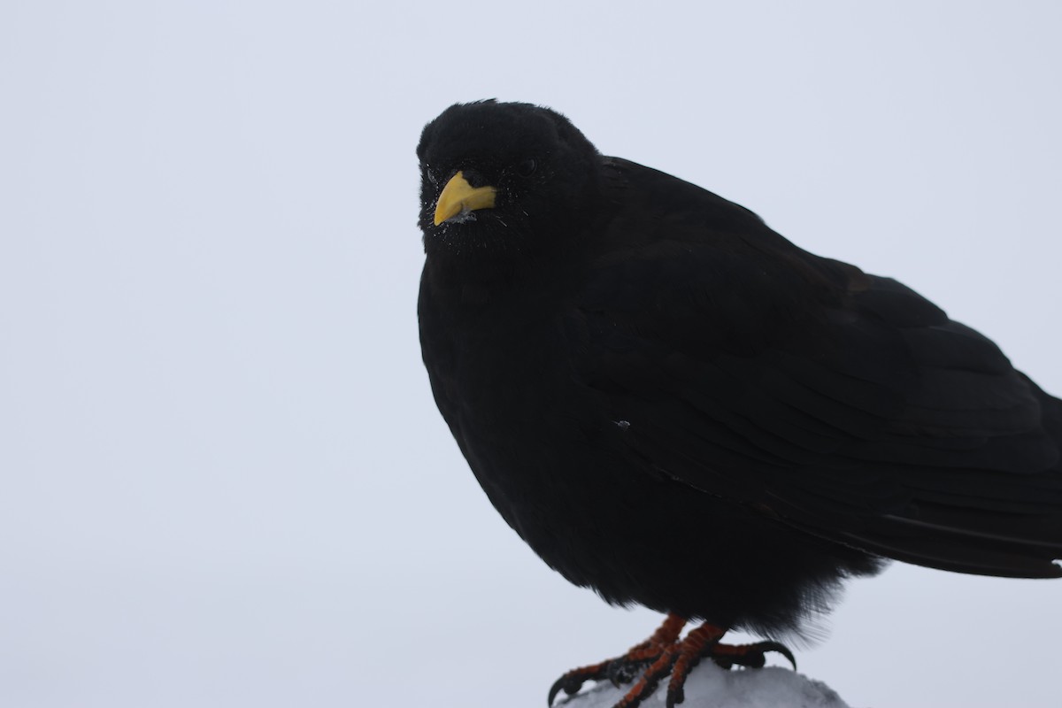 Yellow-billed Chough - ML624124908