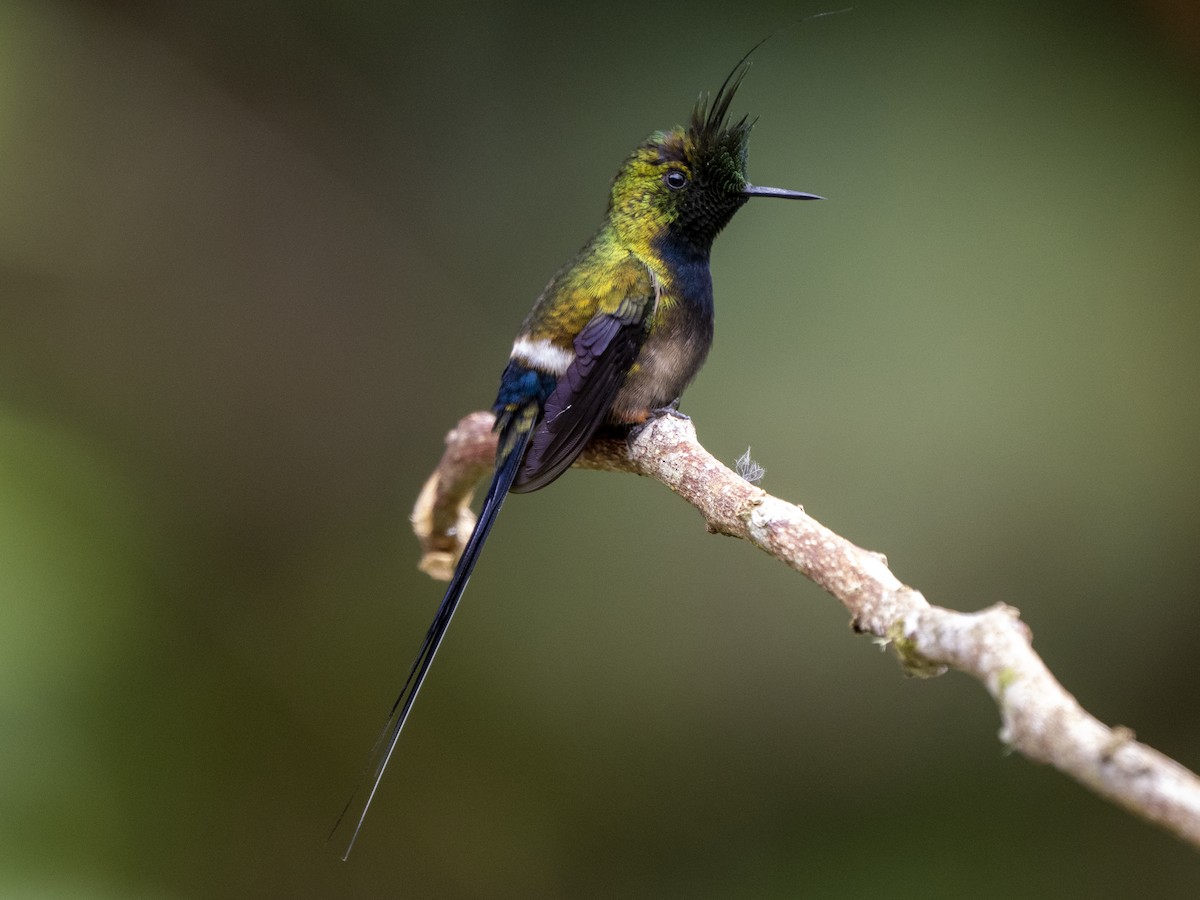 Wire-crested Thorntail - ML624124913