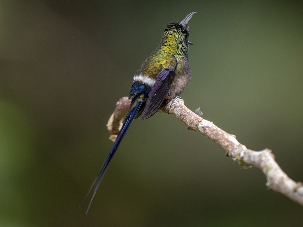 Wire-crested Thorntail - ML624124915