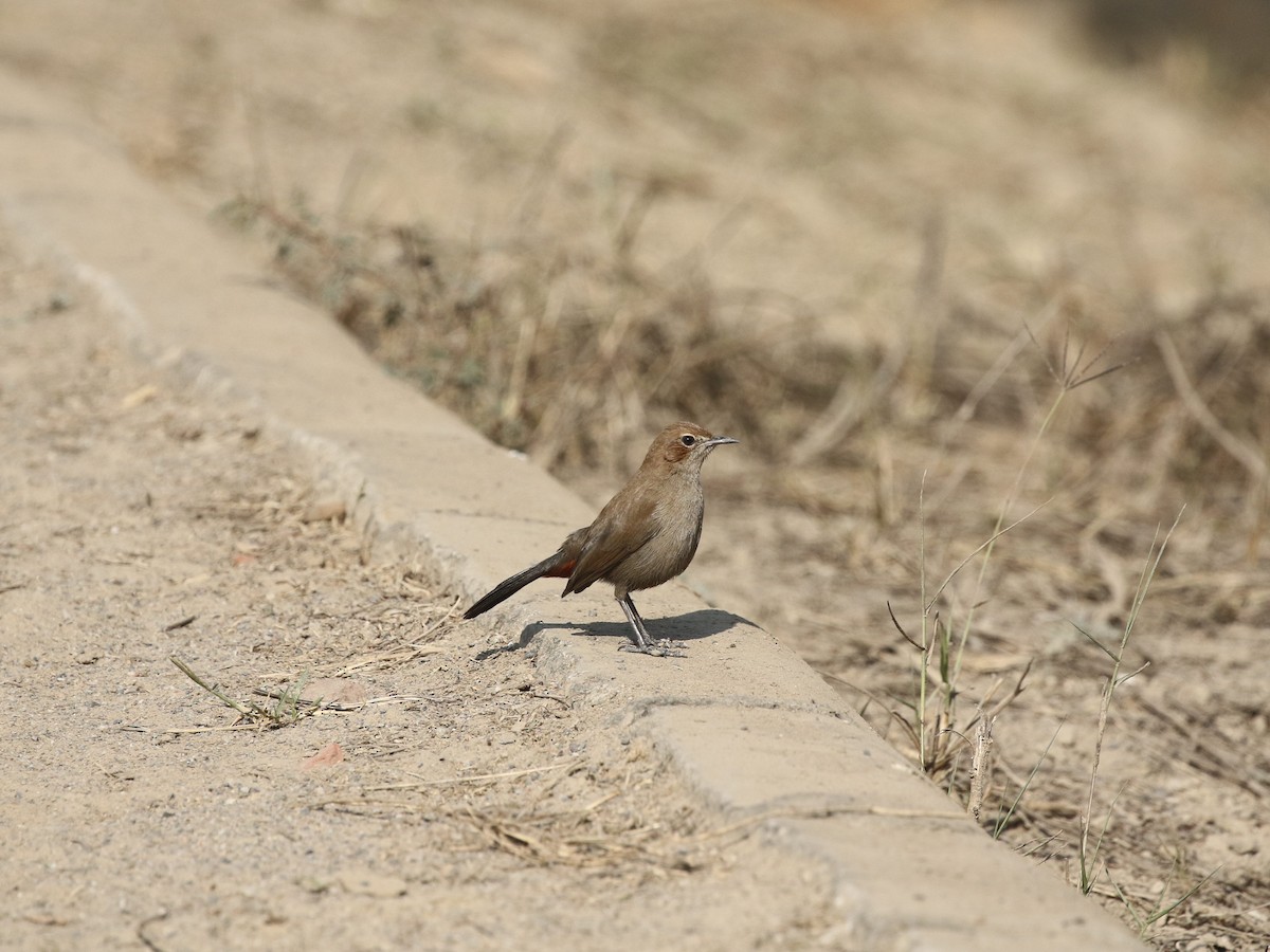 Indian Robin - ML624124918