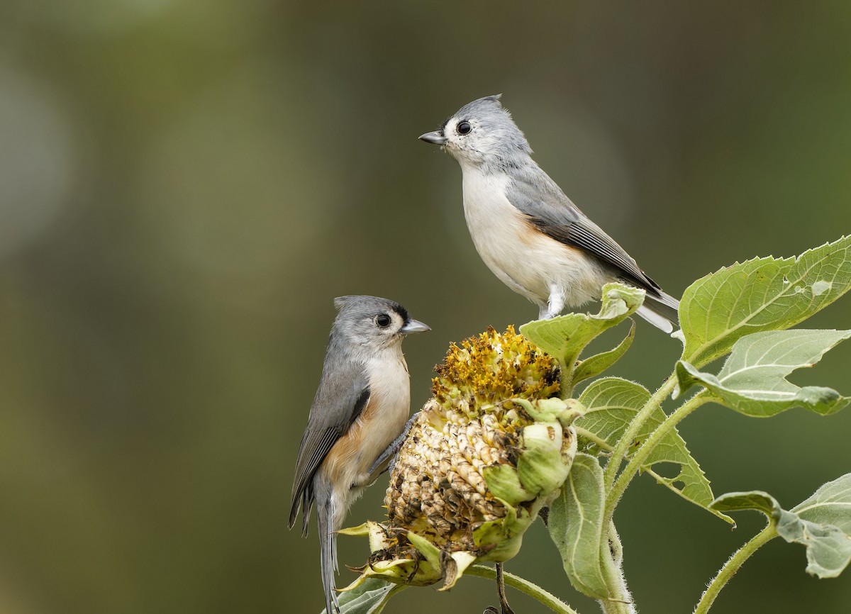 Tufted Titmouse - ML624124943