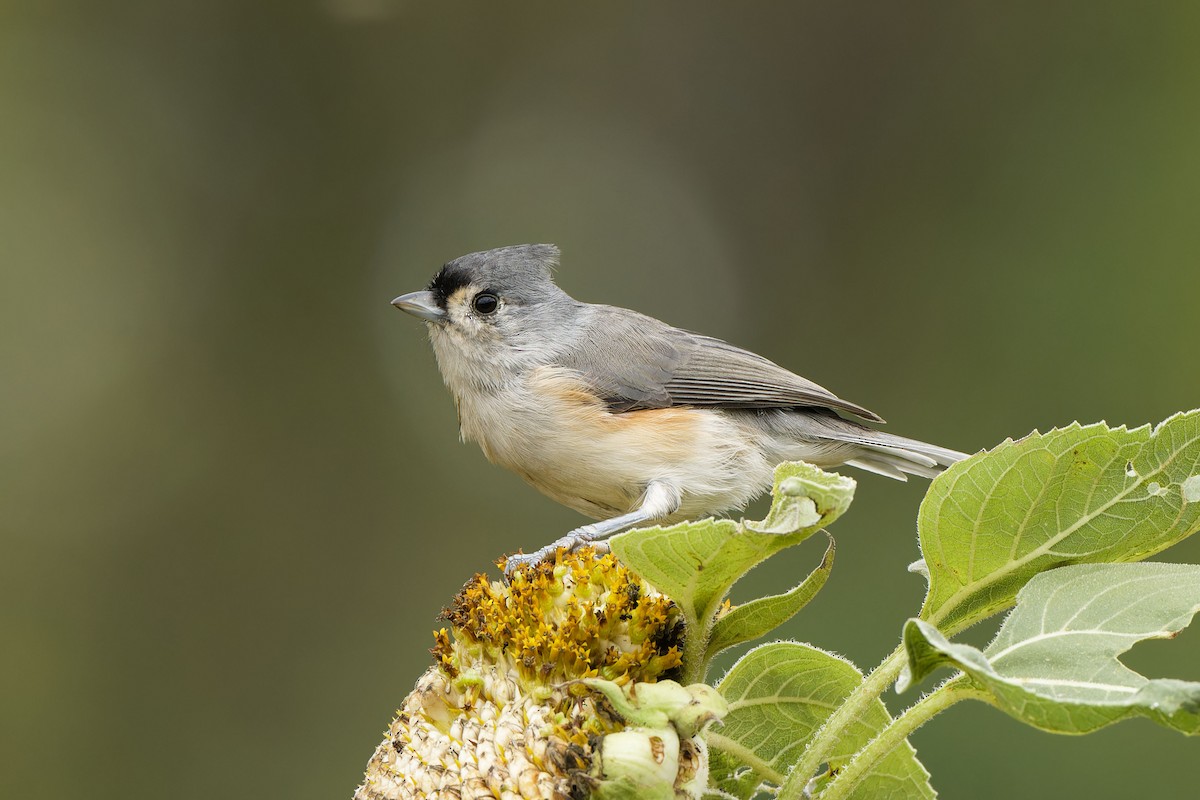 Tufted Titmouse - ML624124967