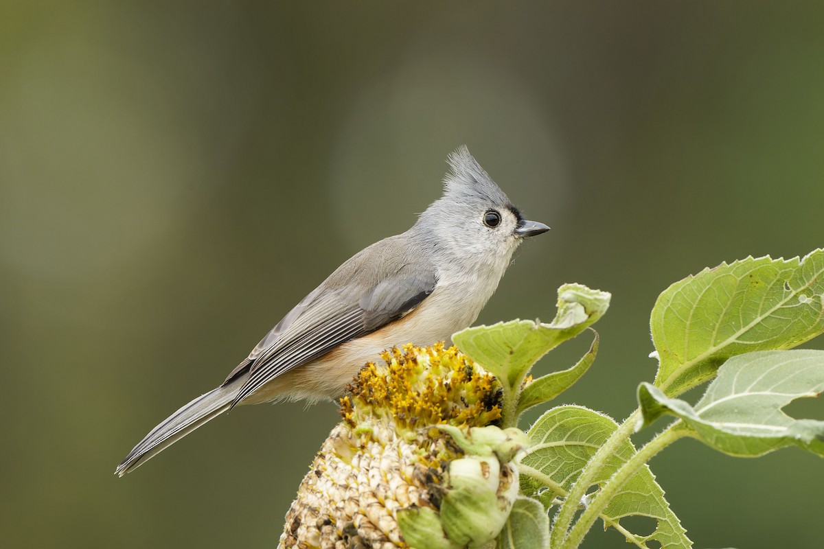 Tufted Titmouse - ML624124974