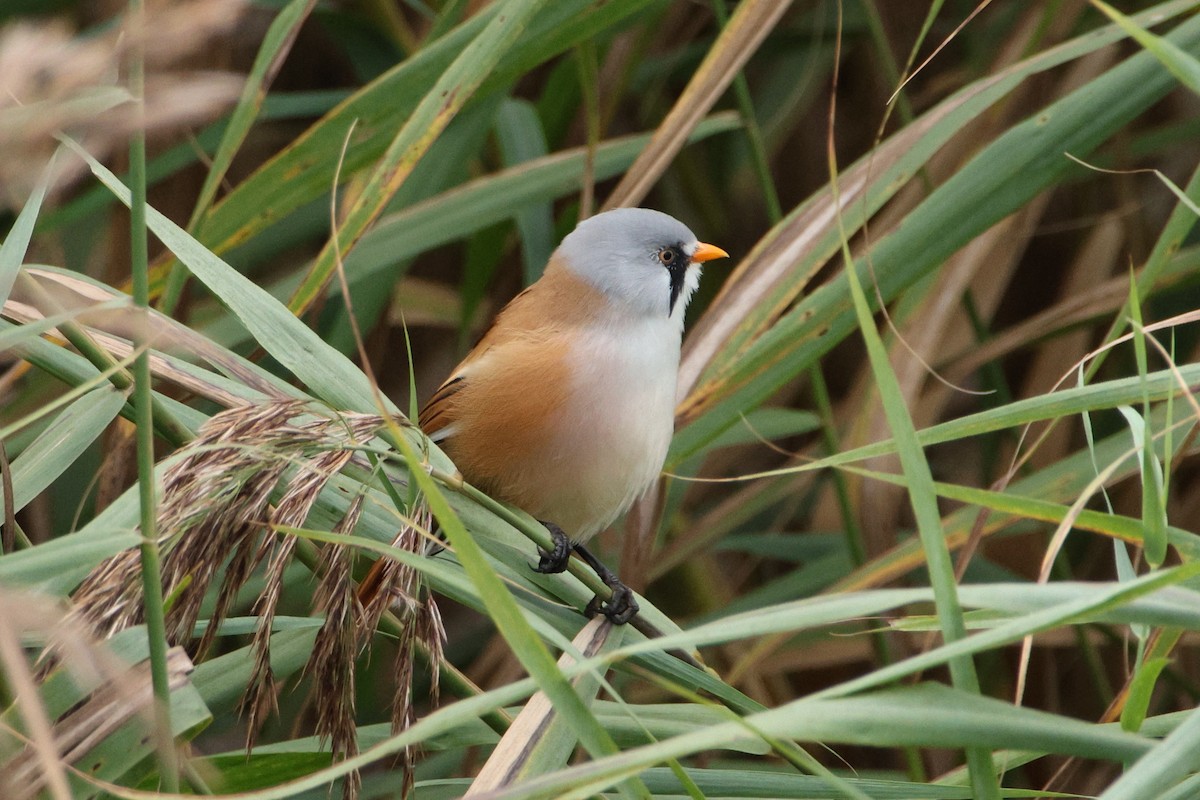 Bearded Reedling - ML624124985