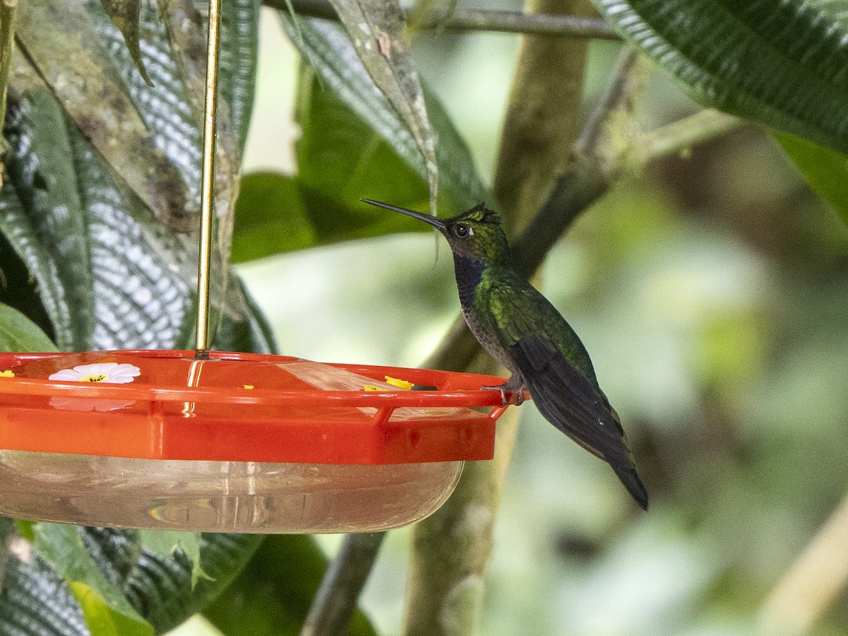 Colibrí del Napo - ML624124987