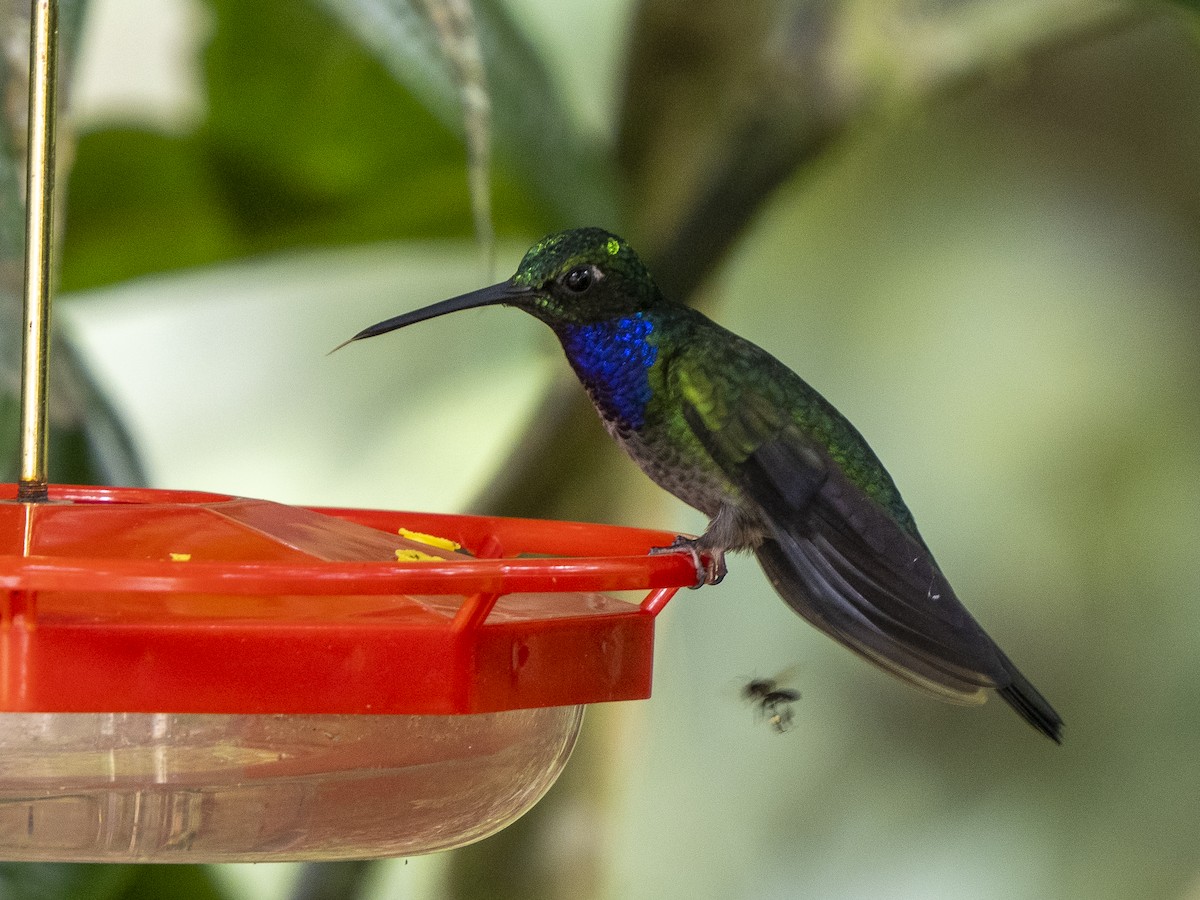 Colibrí del Napo - ML624124996