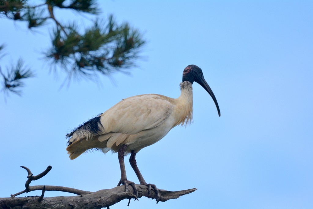 Australian Ibis - ML624125005