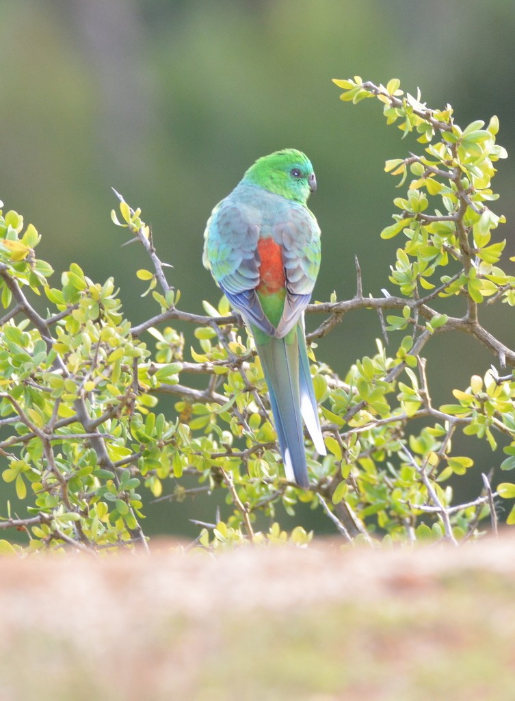 Red-rumped Parrot - ML624125062