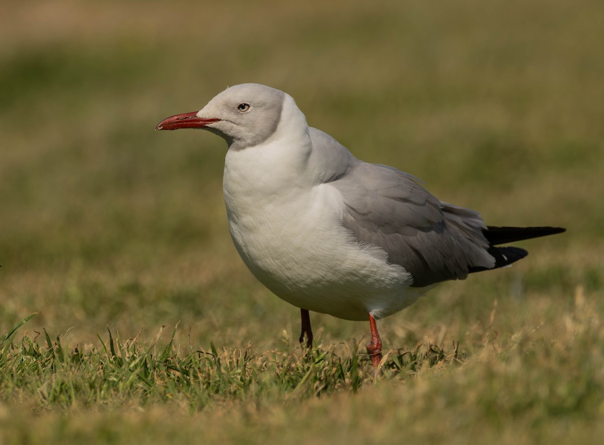 Gray-hooded Gull - ML624125063