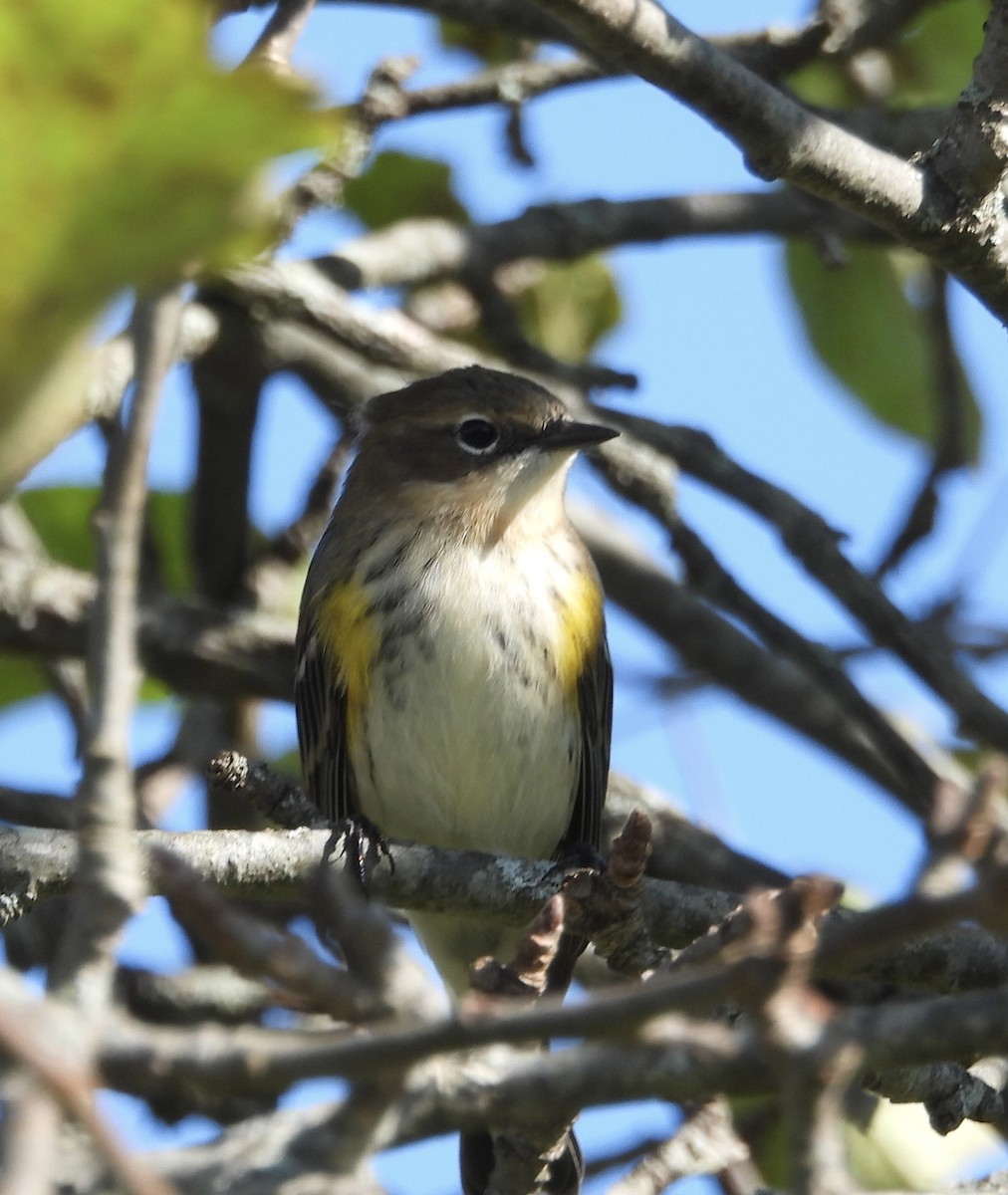 Yellow-rumped Warbler - ML624125092