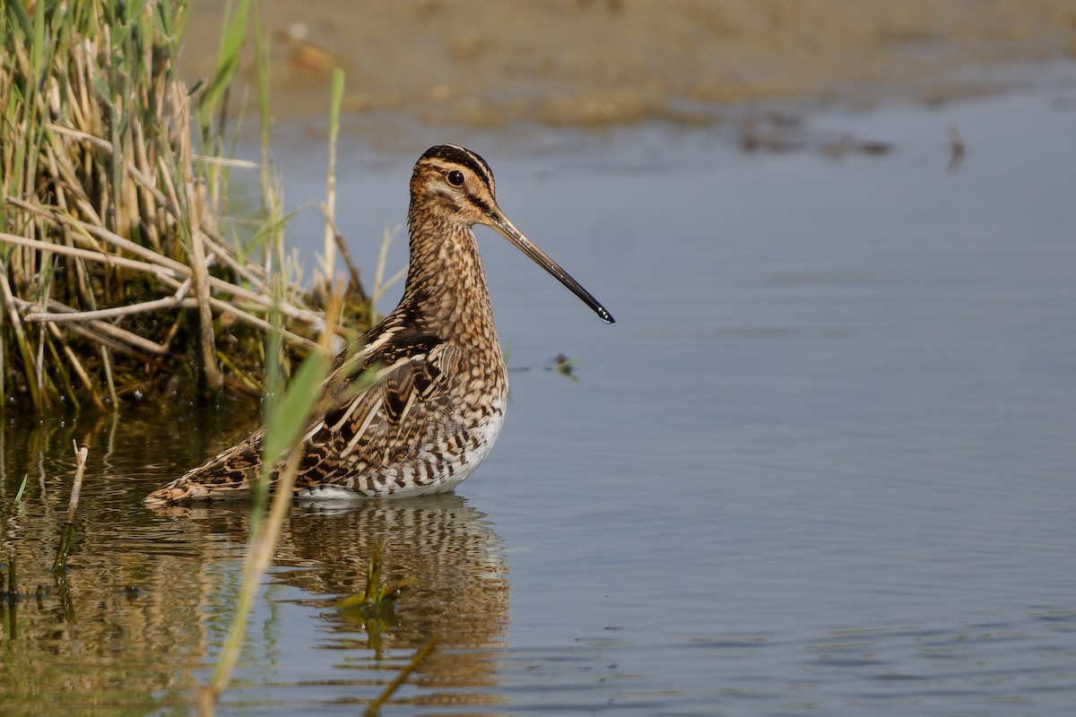 Common Snipe - ML624125093