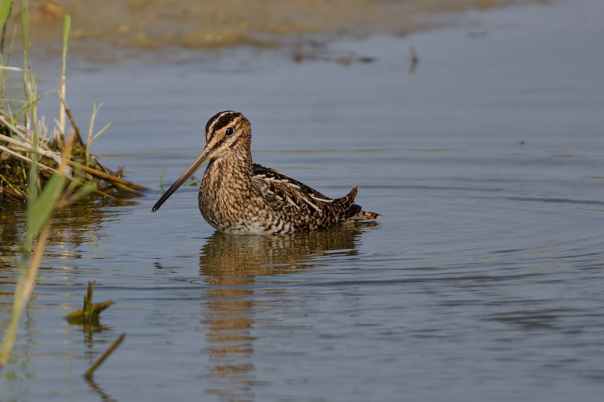 Common Snipe - ML624125095