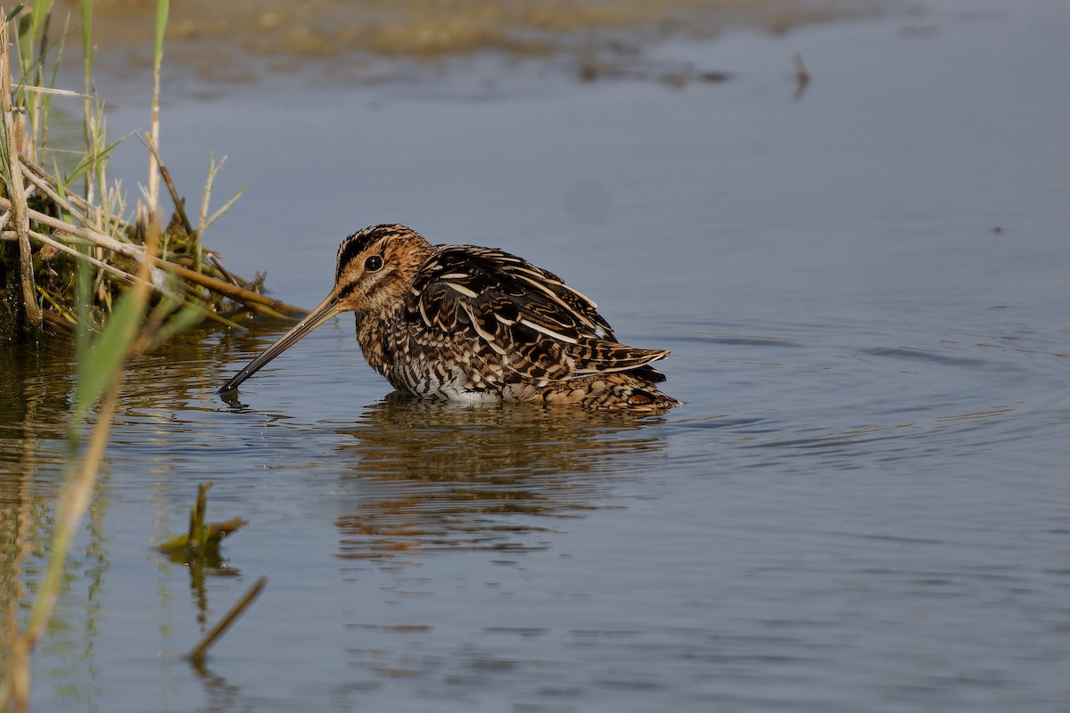 Common Snipe - ML624125096