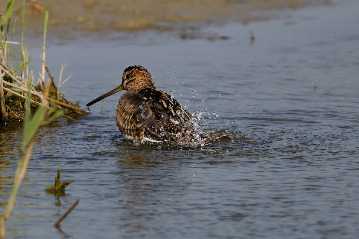 Common Snipe - ML624125097