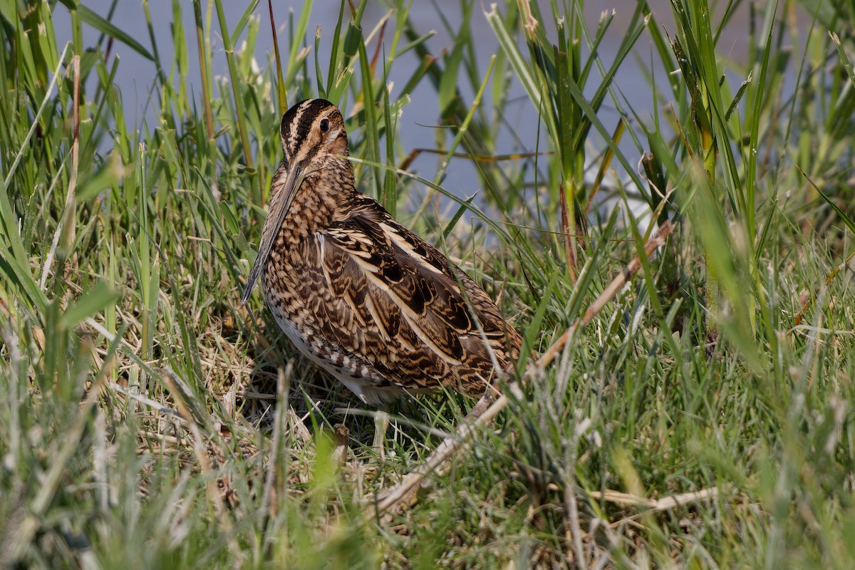 Common Snipe - ML624125098