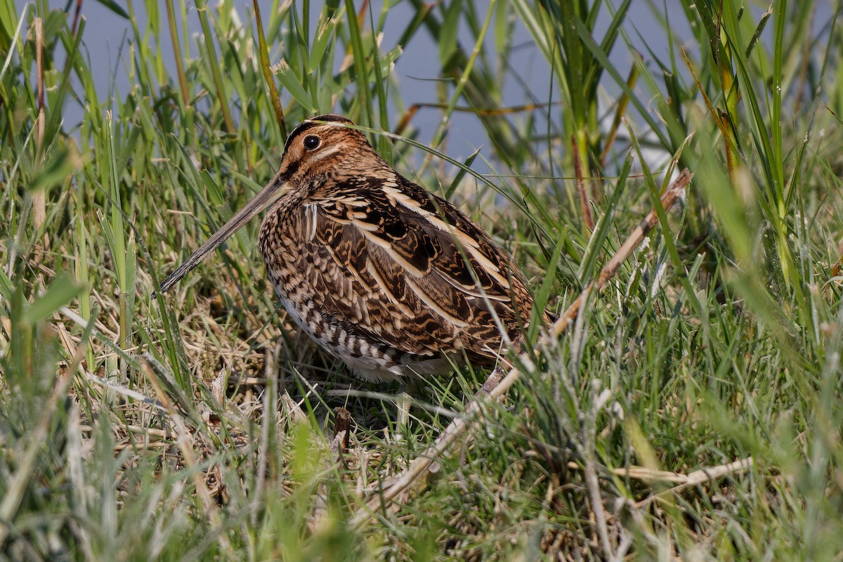 Common Snipe - ML624125099