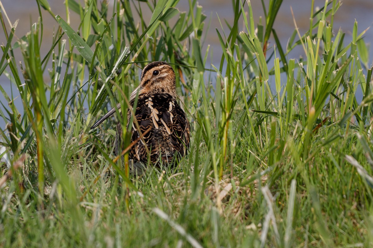 Common Snipe - ML624125101