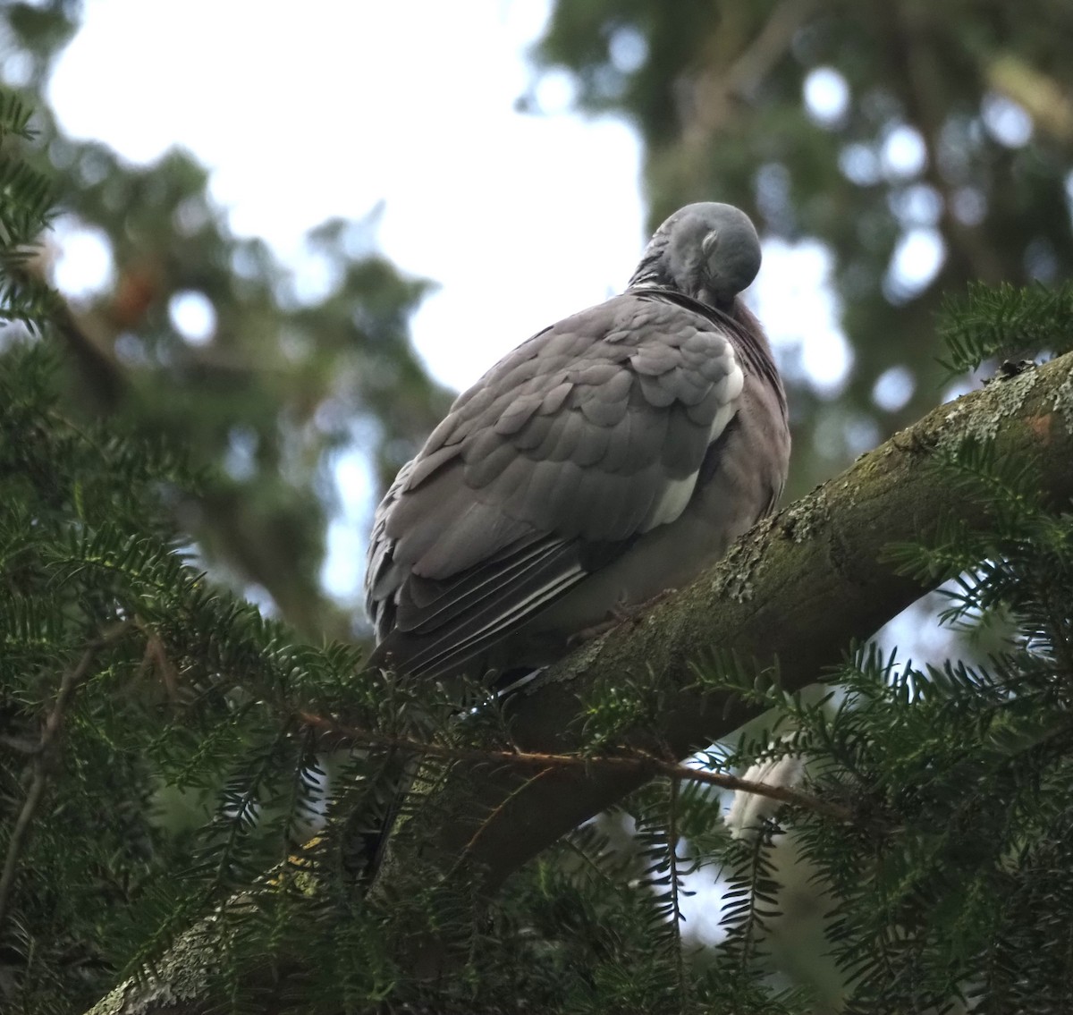 Common Wood-Pigeon (White-necked) - ML624125119