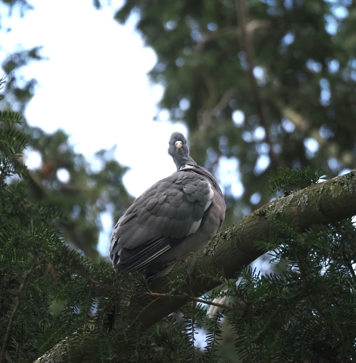 Common Wood-Pigeon (White-necked) - ML624125121