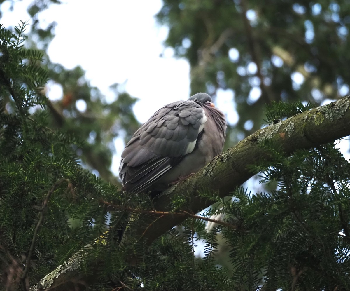 Common Wood-Pigeon (White-necked) - ML624125122