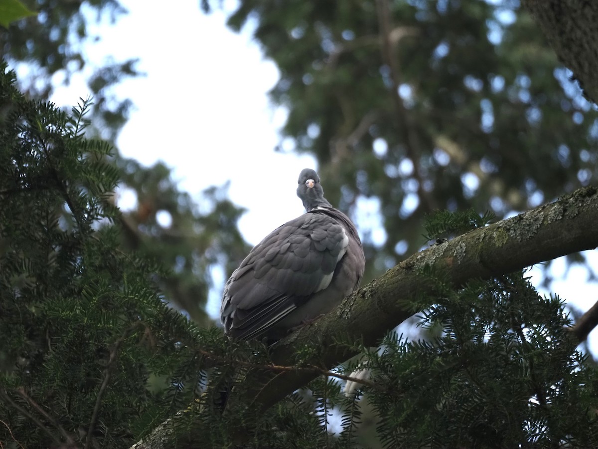 Common Wood-Pigeon (White-necked) - ML624125123