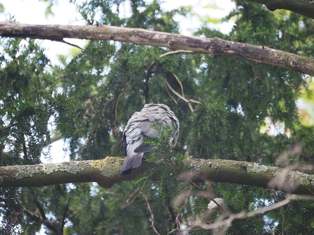 Common Wood-Pigeon (White-necked) - ML624125124