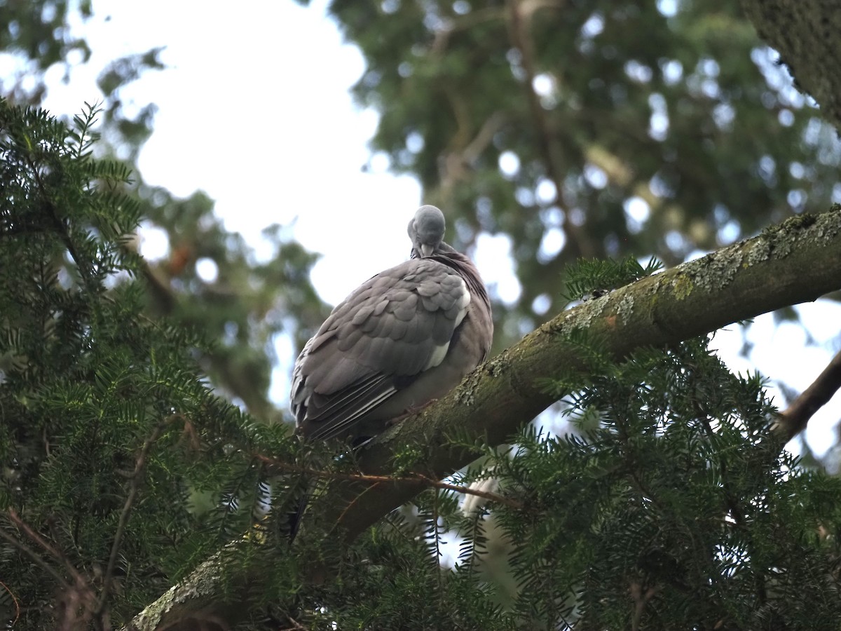 Common Wood-Pigeon (White-necked) - Uma Sachdeva