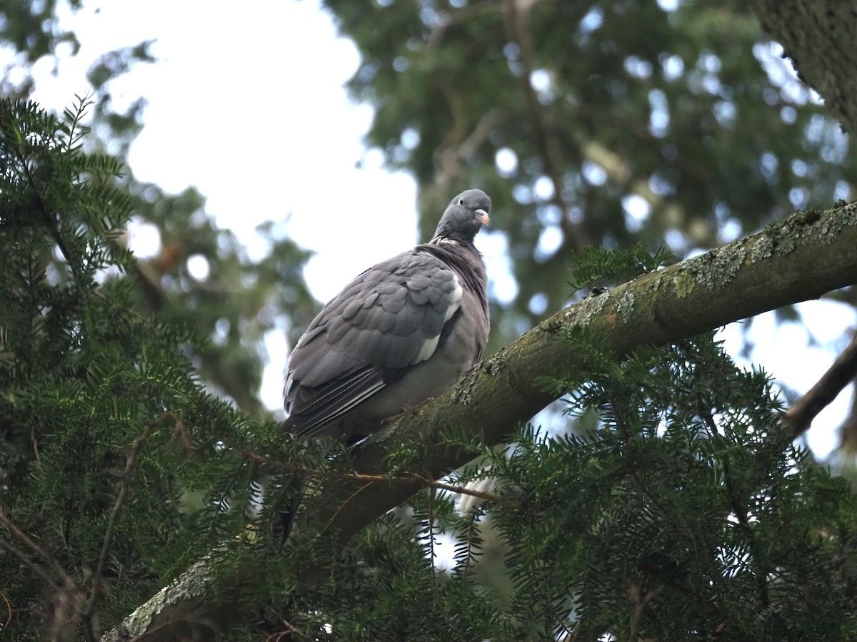 Common Wood-Pigeon (White-necked) - ML624125126