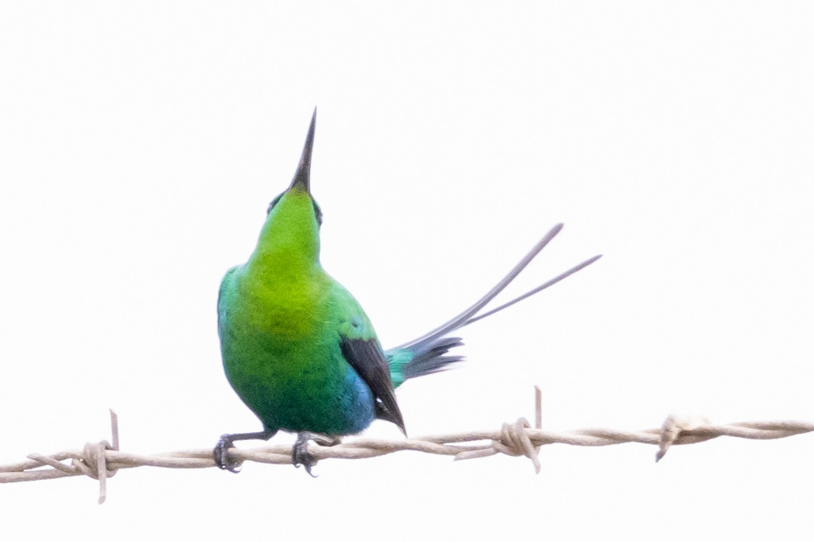 Malachite Sunbird - ML624125136