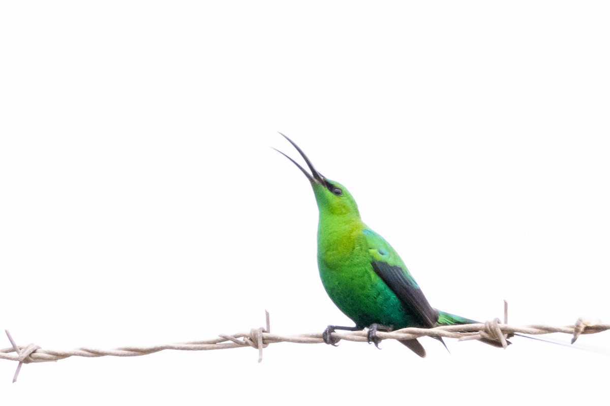 Malachite Sunbird - ML624125137