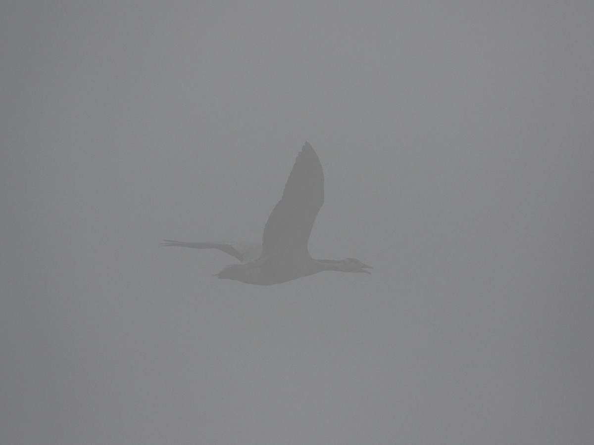 Bar-headed Goose - Menachem Goldstein