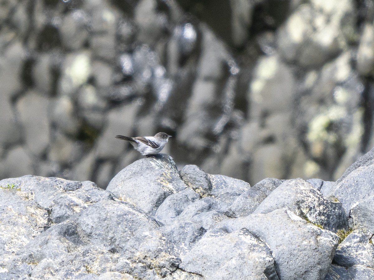 Torrent Tyrannulet - Steven Hunter