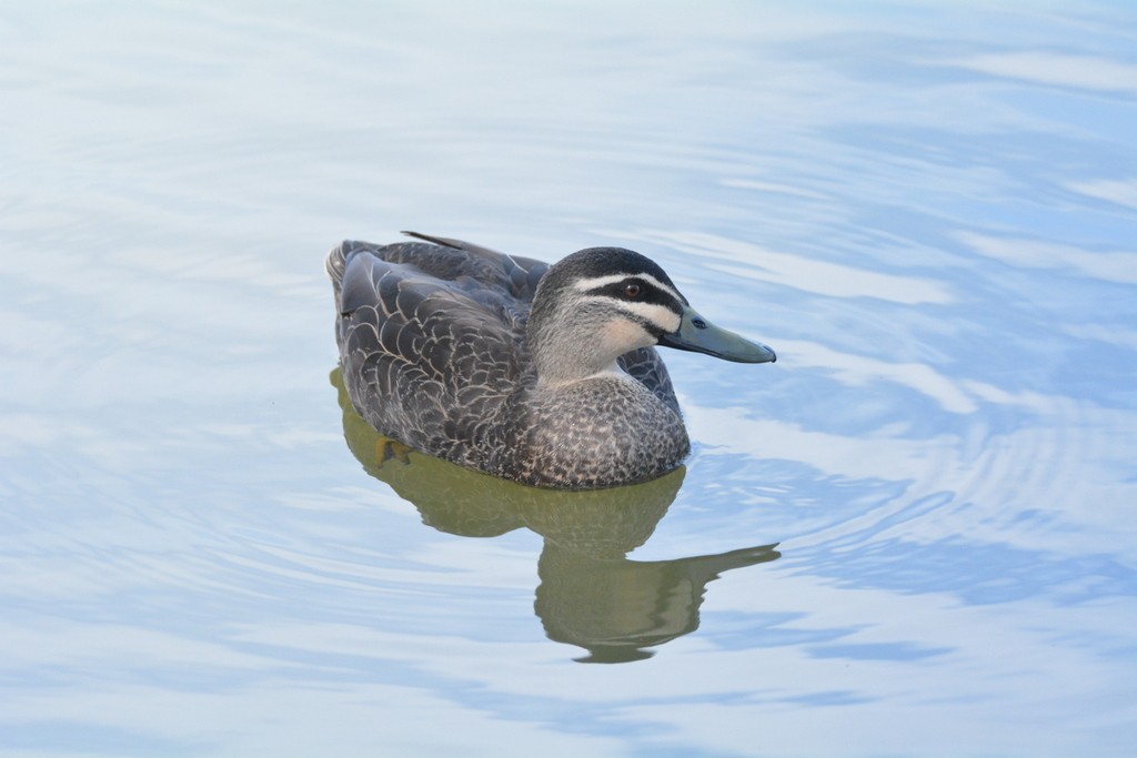 Pacific Black Duck - ML624125232