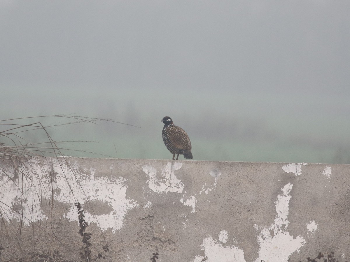 Black Francolin - ML624125233