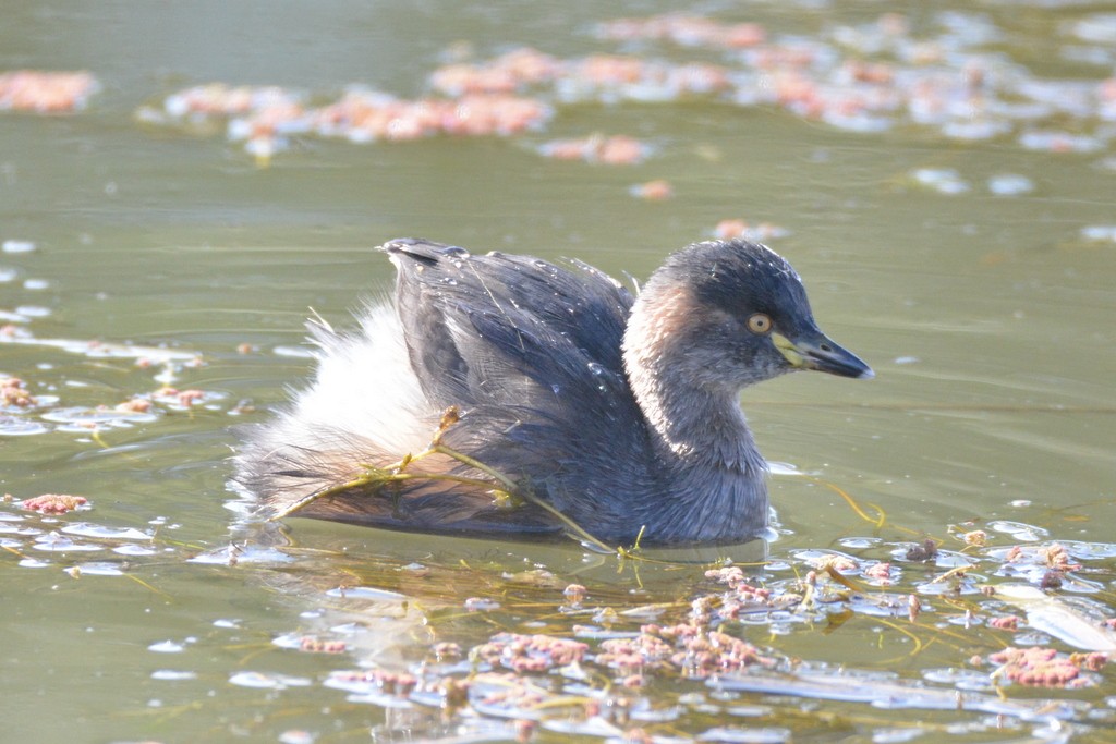 Australasian Grebe - ML624125245