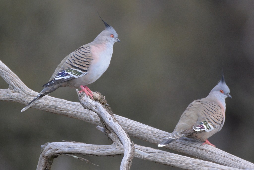 Crested Pigeon - ML624125272