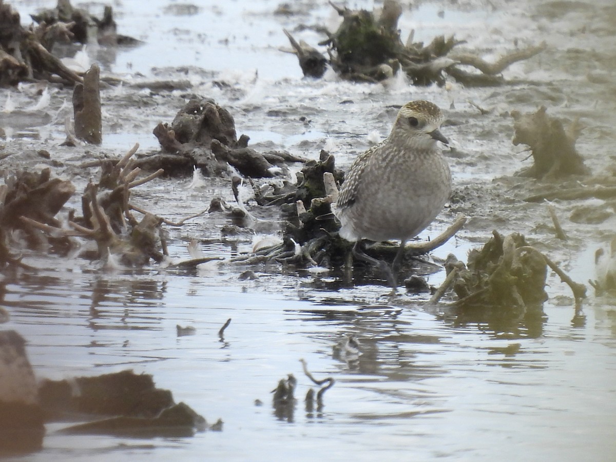 American Golden-Plover - ML624125280