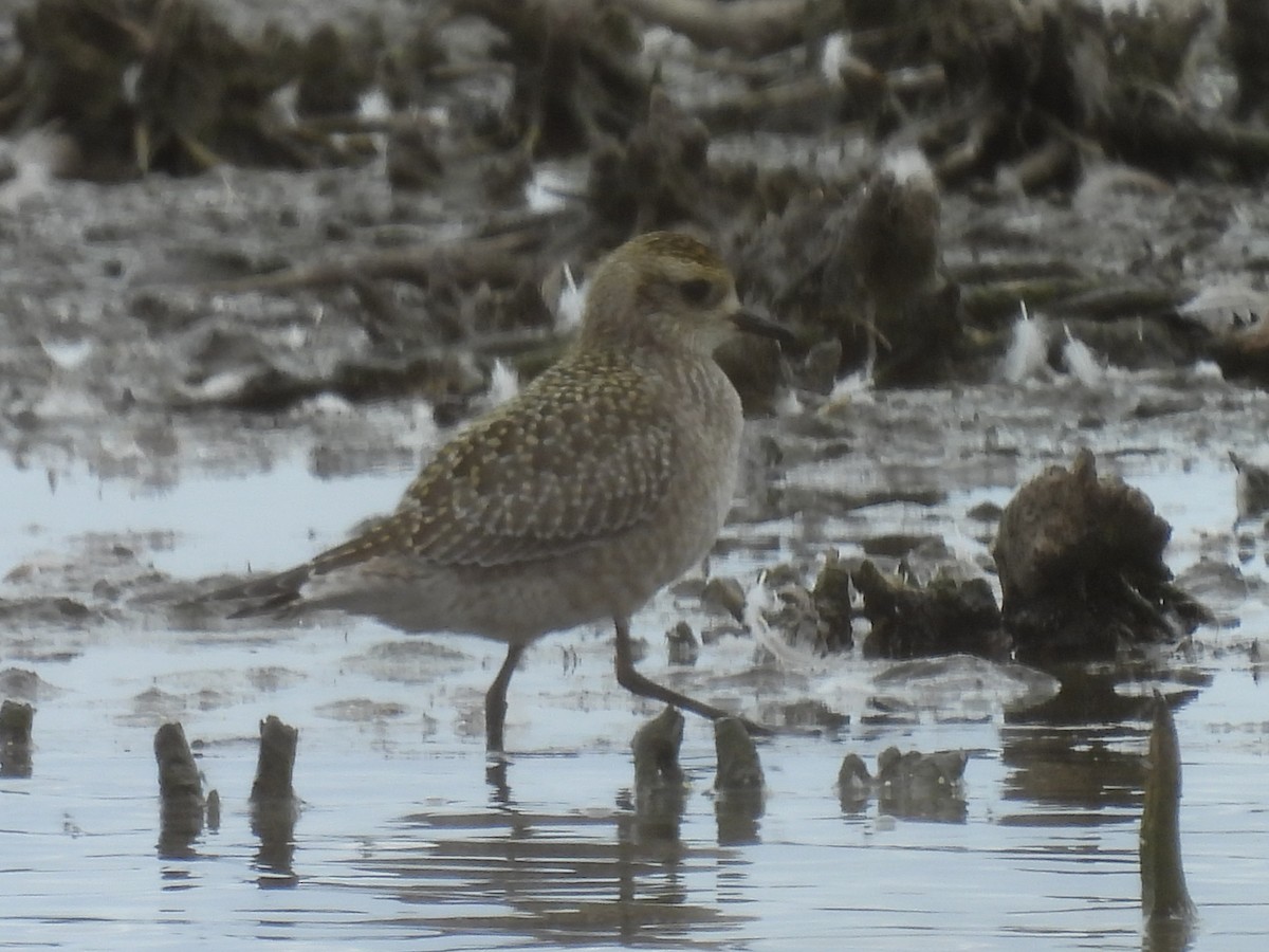 American Golden-Plover - ML624125297