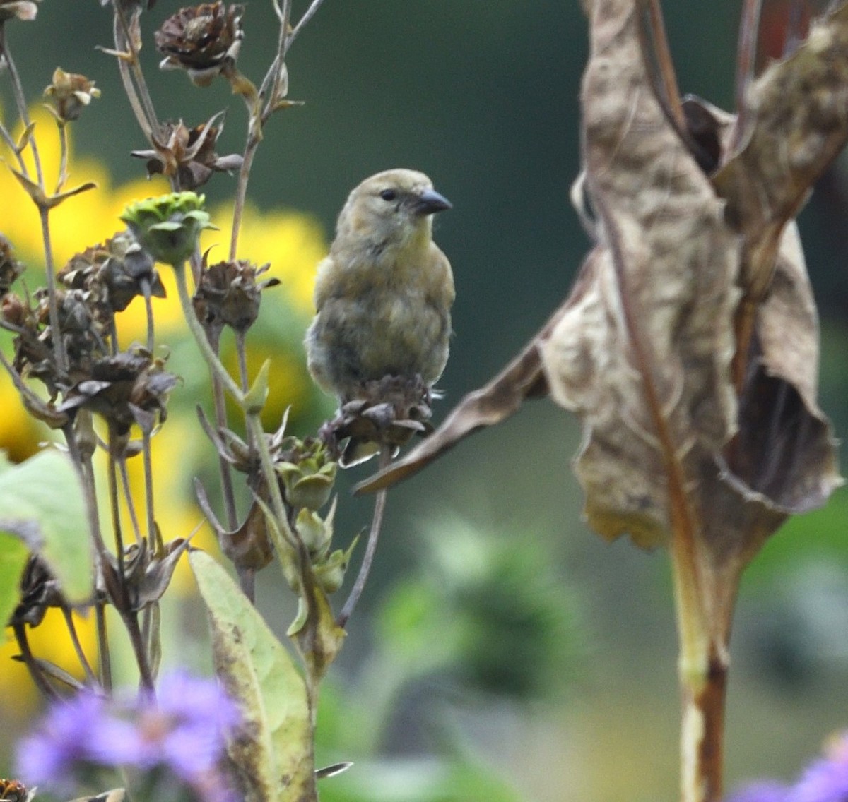 American Goldfinch - ML624125307