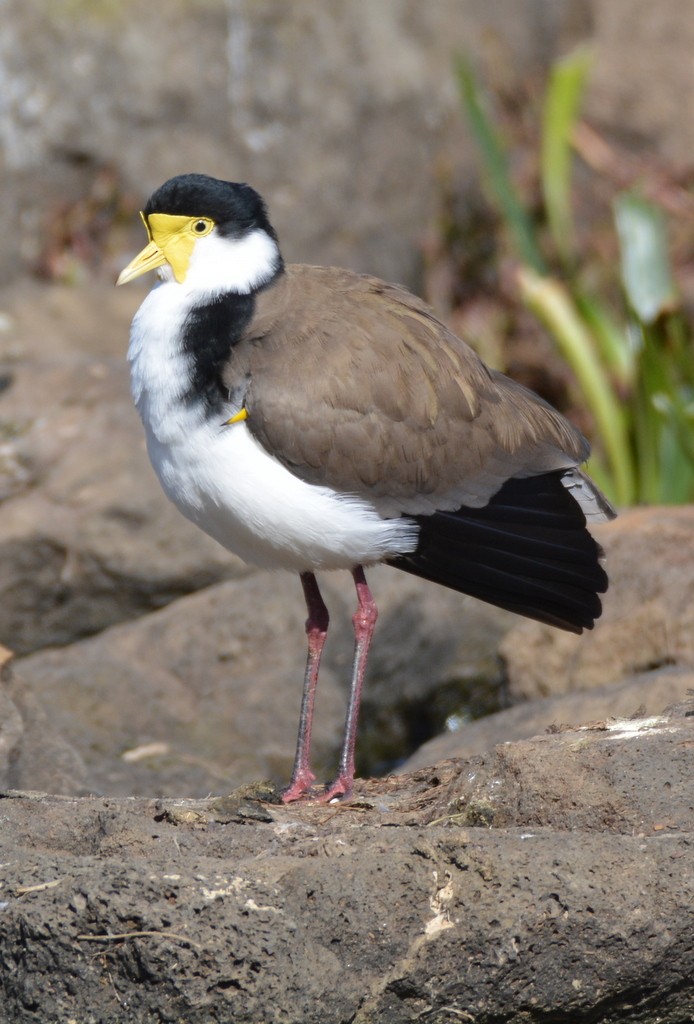 Masked Lapwing - ML624125308