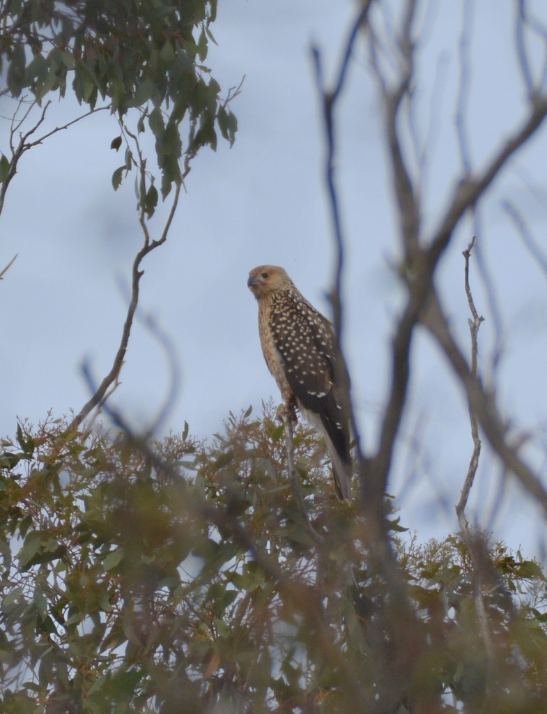 Whistling Kite - ML624125334