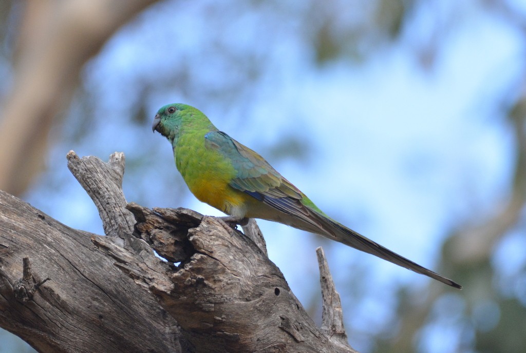 Red-rumped Parrot - ML624125344