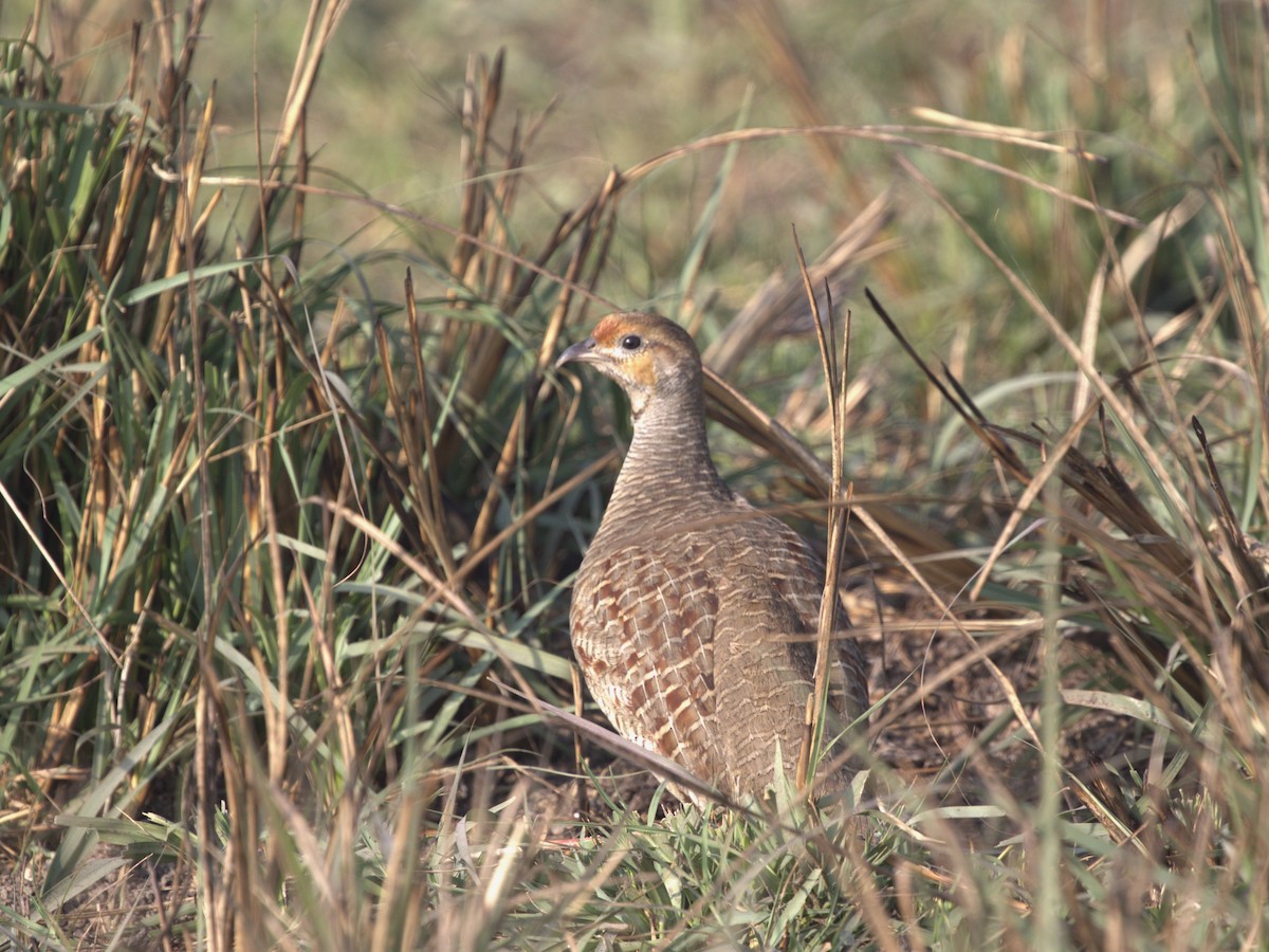 Gray Francolin - ML624125349