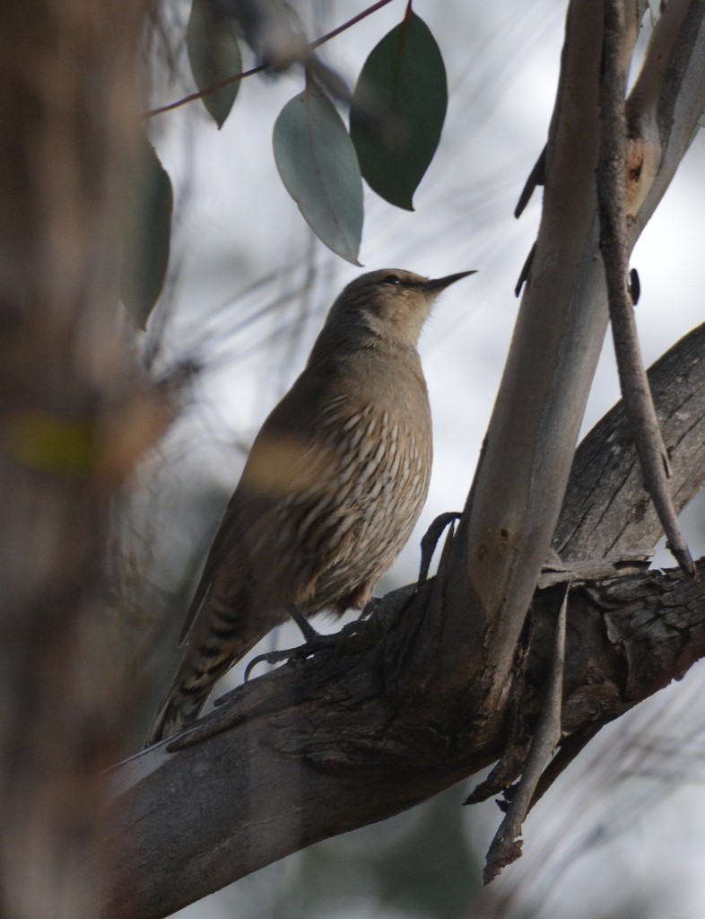 Brown Treecreeper - ML624125350