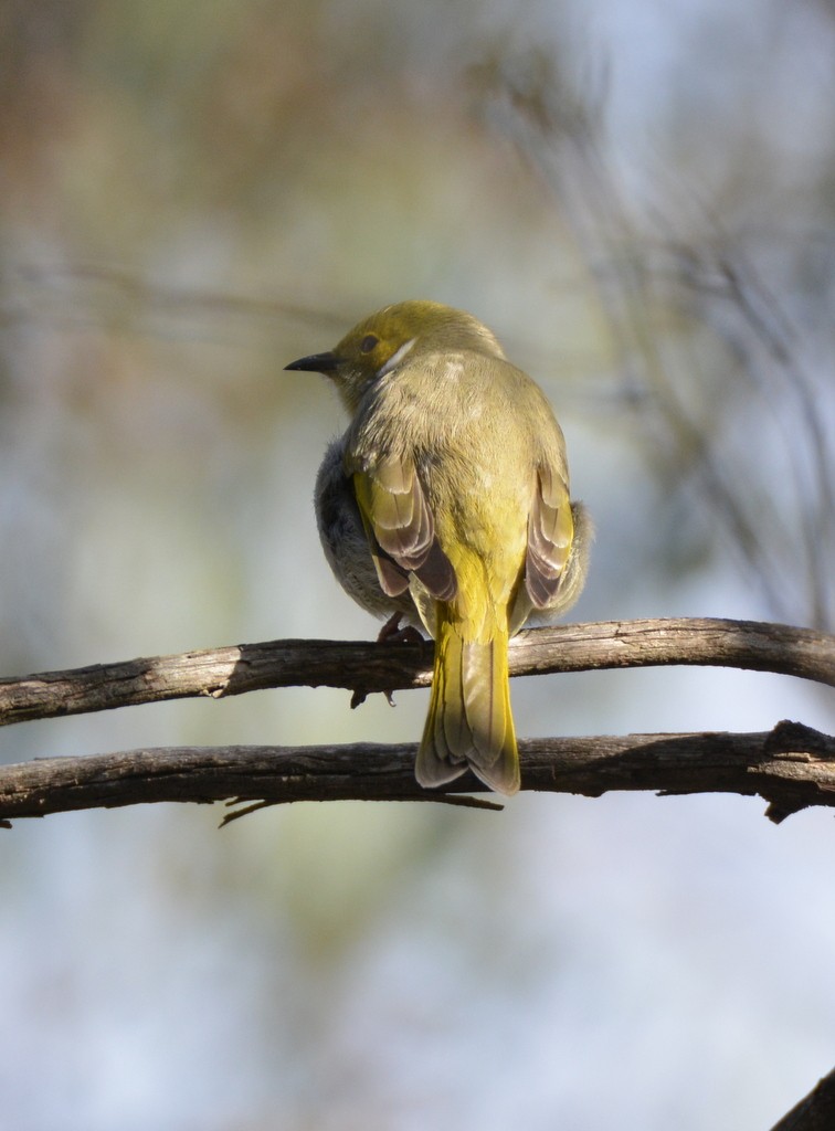 White-plumed Honeyeater - ML624125364